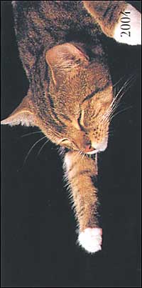 Cats. Agenda settimanale 2004 orizzontale Cats. Agenda settimanale 2004 orizzontale