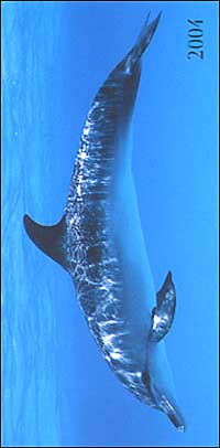 Dolphins. Agenda settimanale 2004 orizzontale Dolphins. Agenda settimanale 2004 orizzontale
