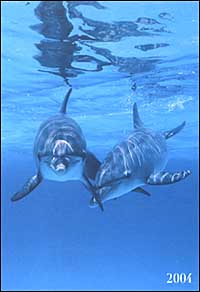 Dolphins. Agenda settimanale 2004 Dolphins. Agenda settimanale 2004