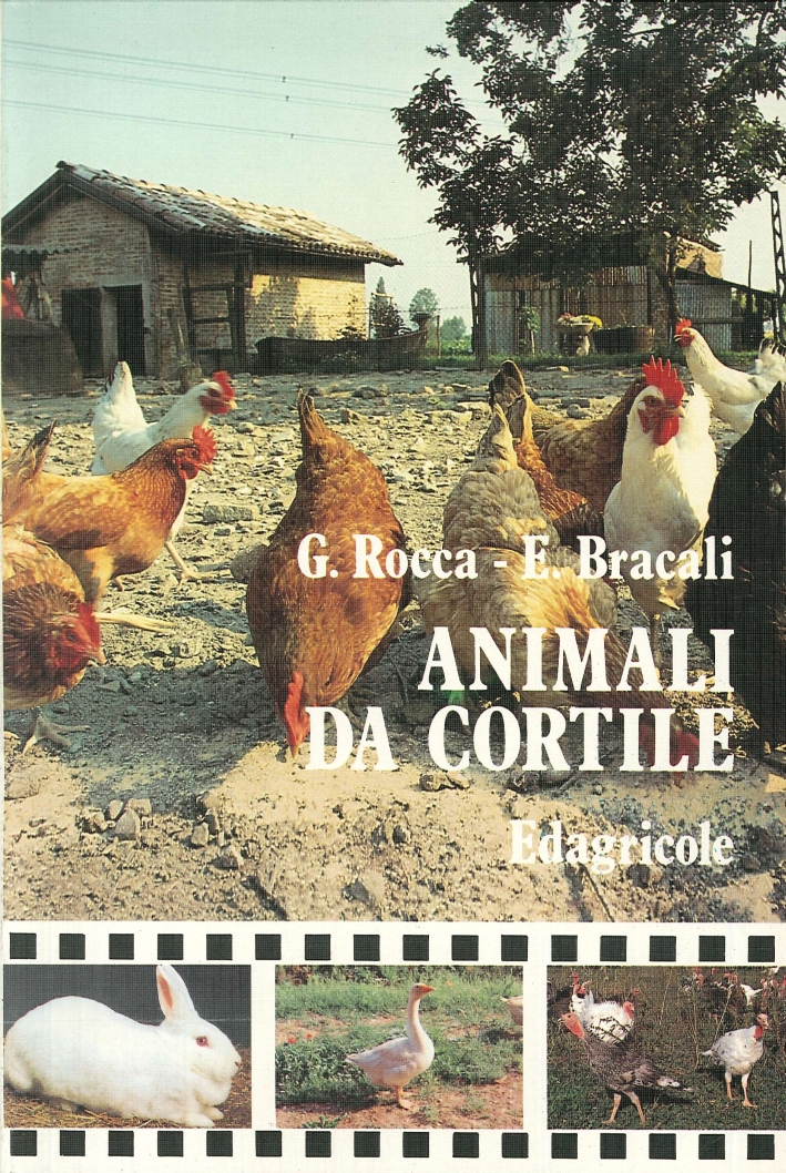 Animali Da Cortile Animali Da Cortile