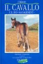 Il cavallo e il suo «Management»