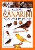 Allevare canarini da canto e da colore