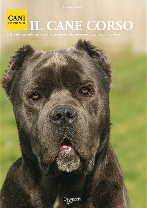Cane corso Cane corso