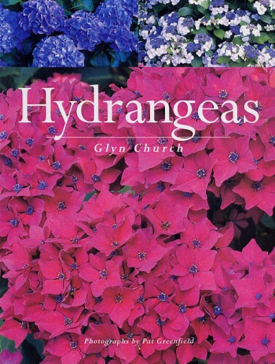 Hydrangeas Hydrangeas