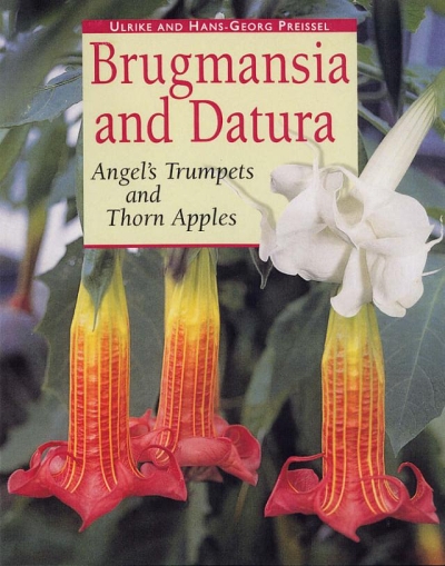 Brugmansia and Datura Brugmansia and Datura