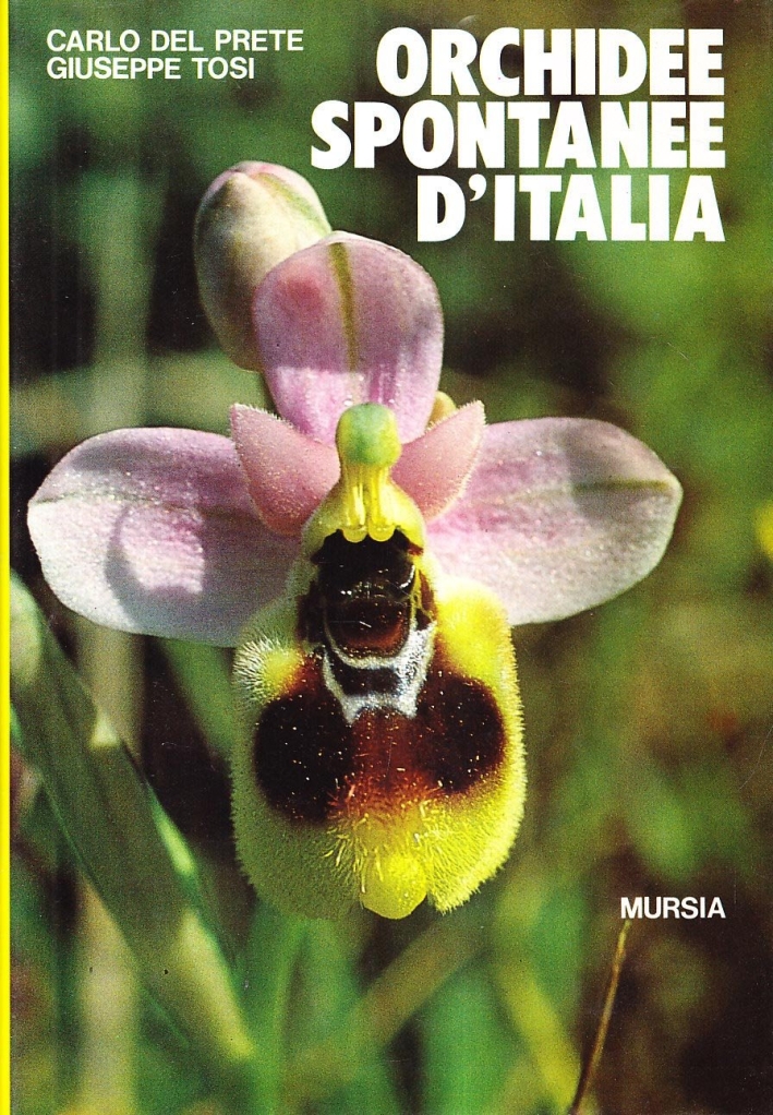 Orchidee spontanee d'Italia Orchidee spontanee d'Italia