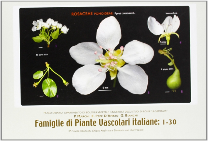 Famiglie di piante vascolari italiane: 1-60 Famiglie di piante vascolari italiane: 1-60