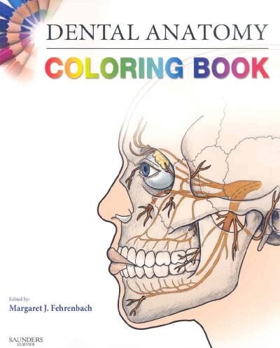 Dental Anatomy Coloring Book Dental Anatomy Coloring Book