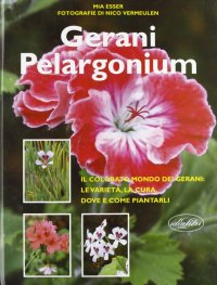 Gerani Pelargonium
