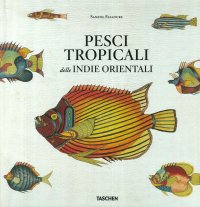 Pesci tropicali delle Indie orientali