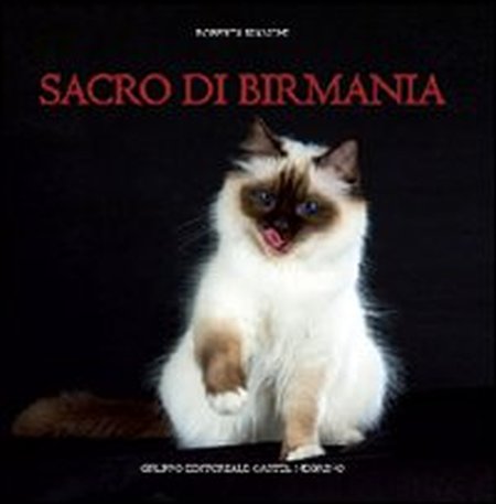 Sacro di Birmania Sacro di Birmania