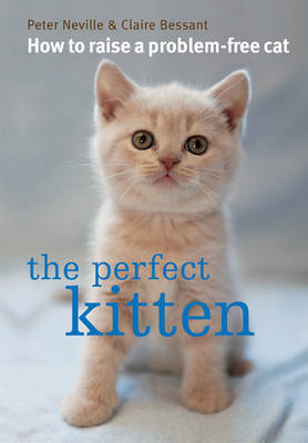 Perfect Kitten Perfect Kitten