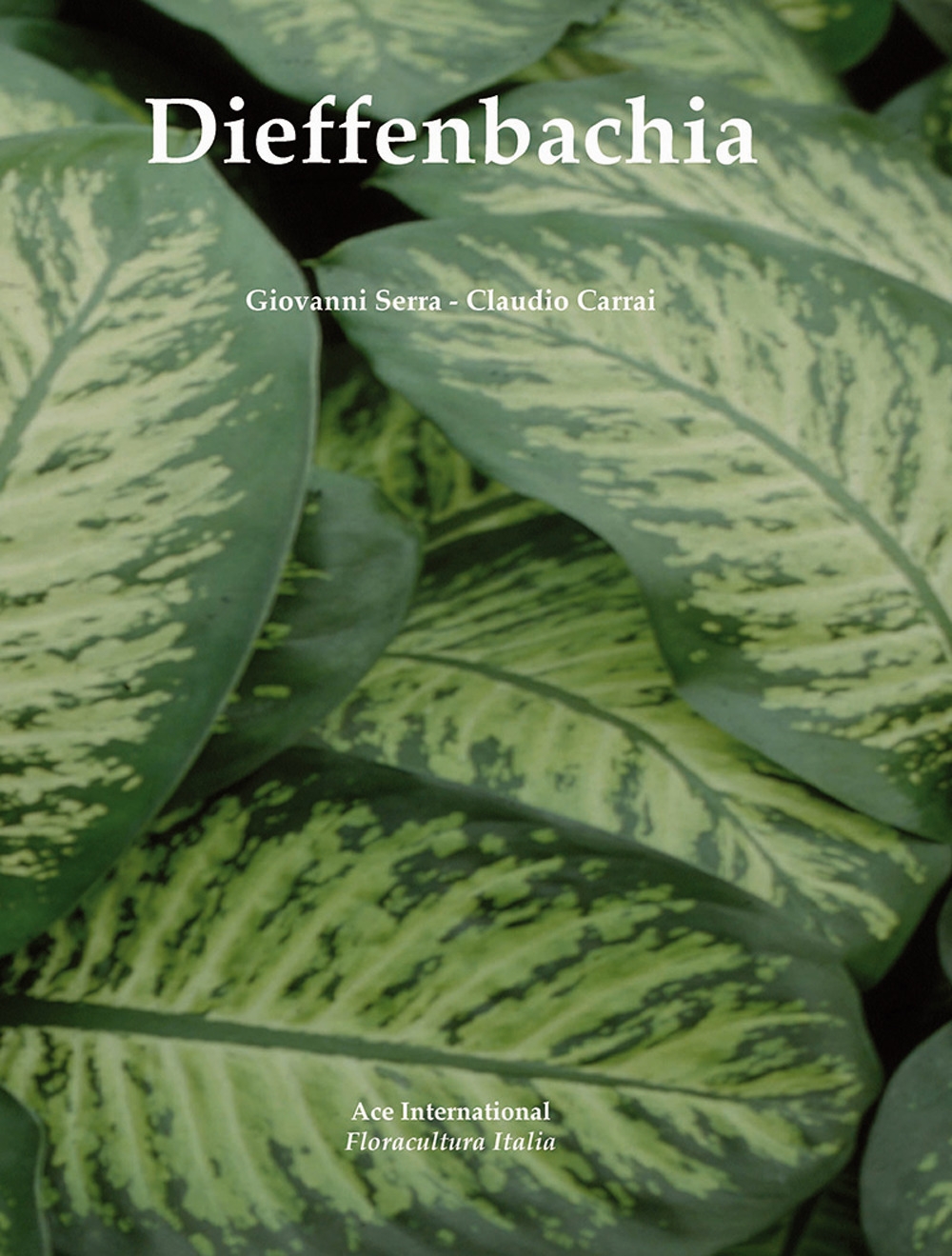 Dieffenbachia Dieffenbachia