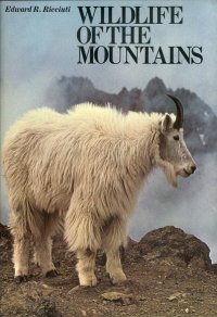 Wildlife of the Mountains