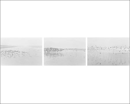 Robert Adams. Light Balances / On Any Given Day in Spring Robert Adams. Light Balances / On Any Given Day in Spring