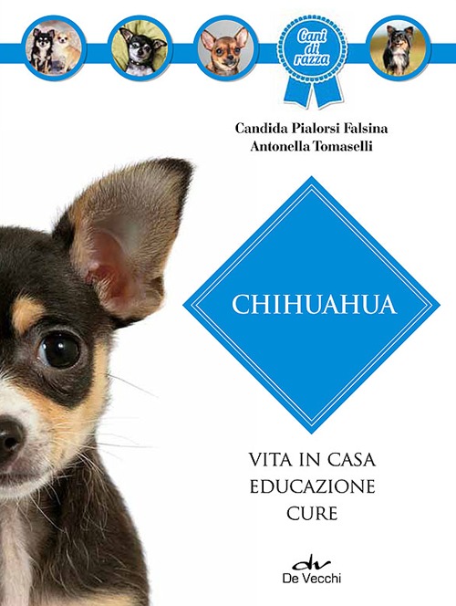 Chihuahua Chihuahua