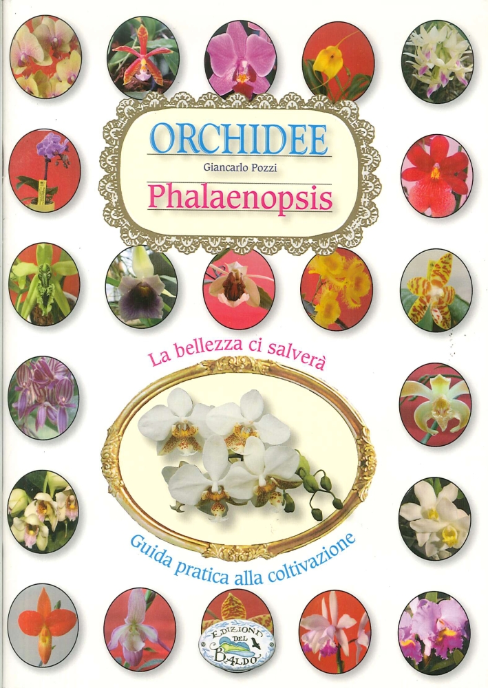 Orchidee phalenipsis Orchidee phalenipsis
