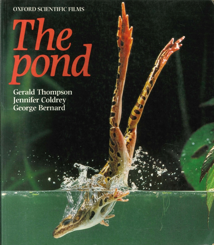 The Pond The Pond