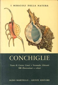 Conchiglie
