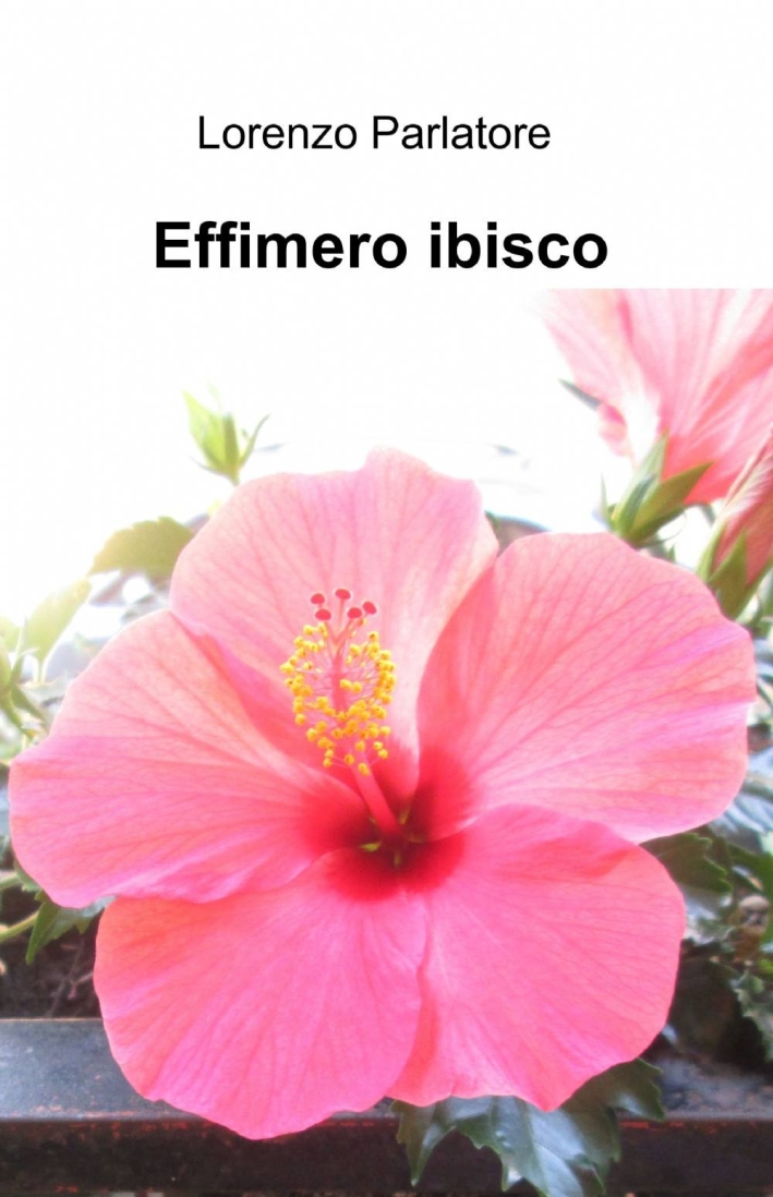 Effimero ibisco Effimero ibisco
