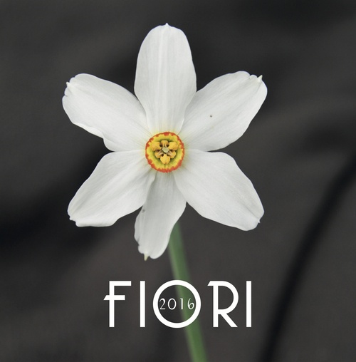 Fiori di montagna. Calendario 2016 Fiori di montagna. Calendario 2016