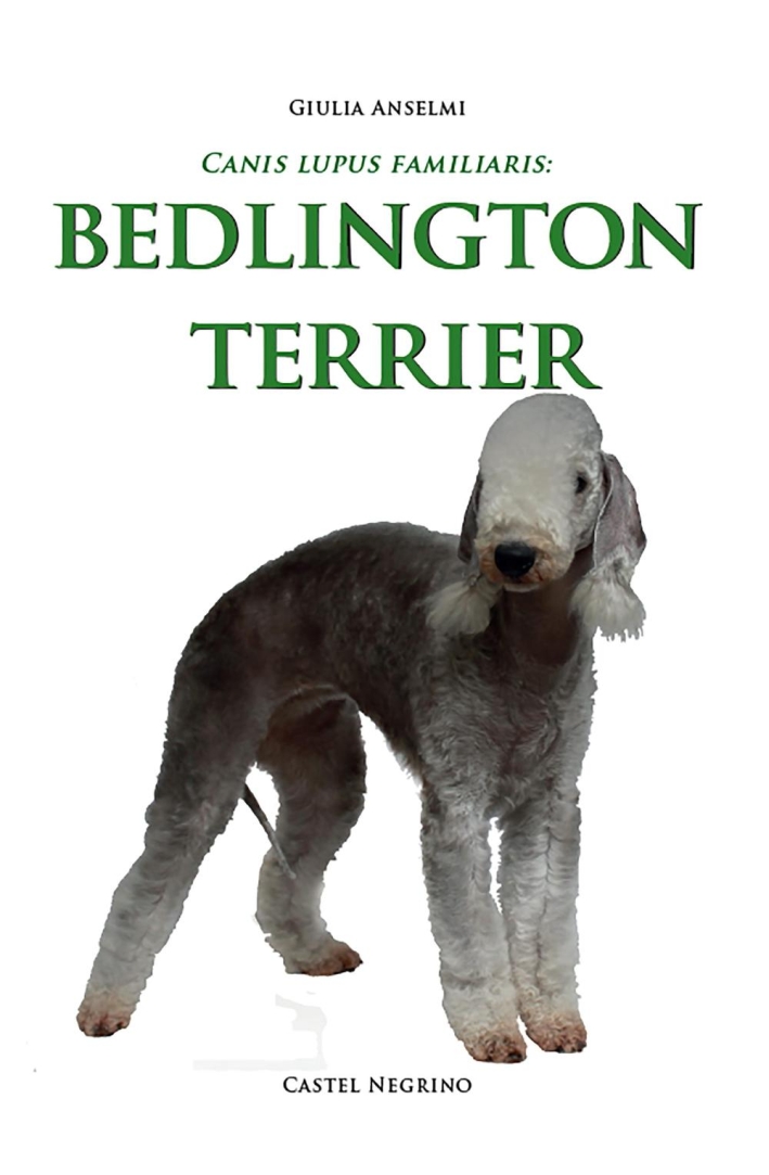 Bedlington Terrier Bedlington Terrier