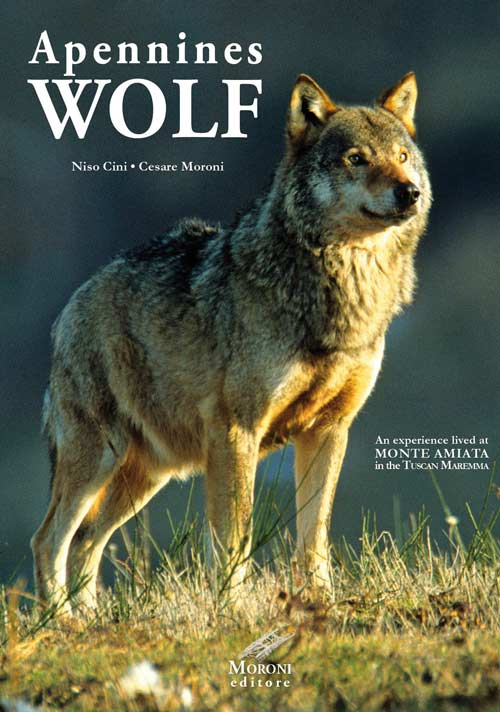 Appennines Wolf. An experience lived at Monte Amiata in the Tuscan Maremma Appennines Wolf. An experience lived at Monte Amiata in the Tuscan Maremma