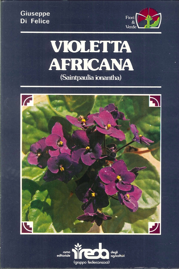 Violetta Africana (Saintpaulia Ionantha). Violetta Africana (Saintpaulia Ionantha).