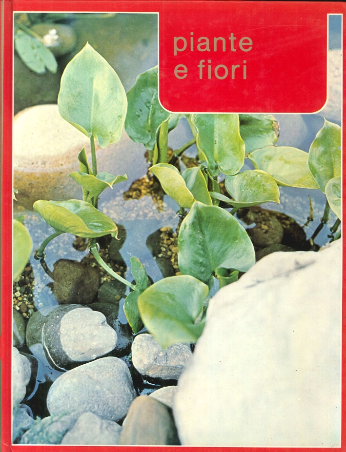 Piante e fiori. Piante e fiori.