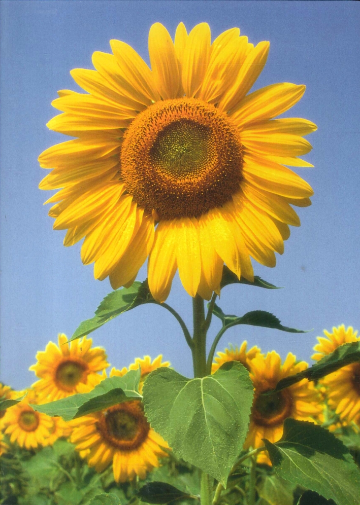 Blank Book Sunflowers. Quaderno Pagine Bianche Girasole