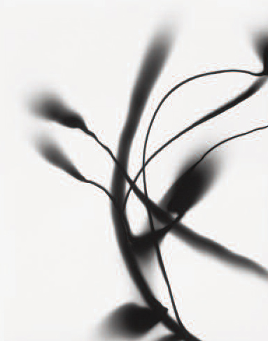 Gustav Metzger. Remember Nature Gustav Metzger. Remember Nature
