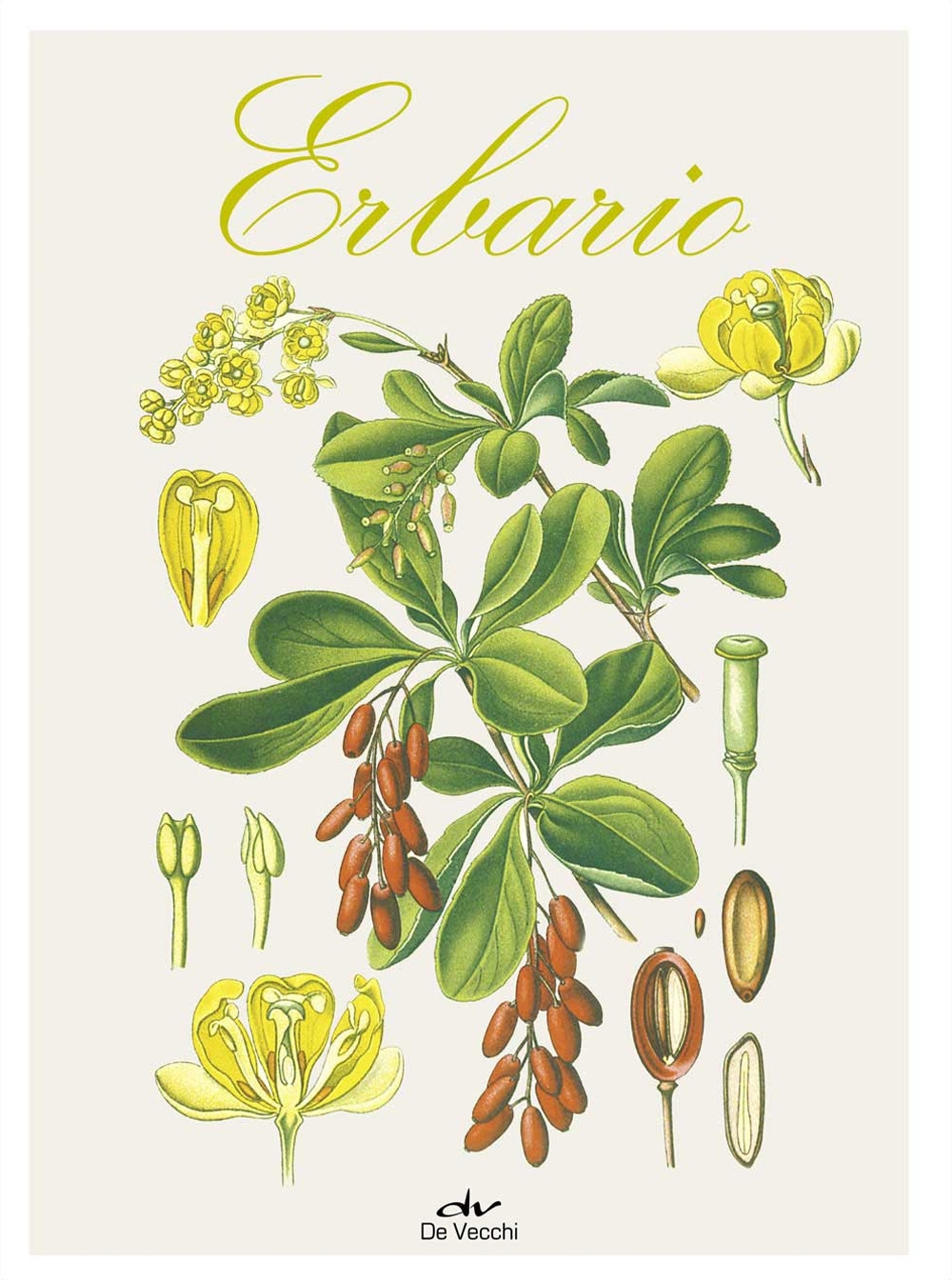 Erbario. Ediz. a colori Erbario. Ediz. a colori