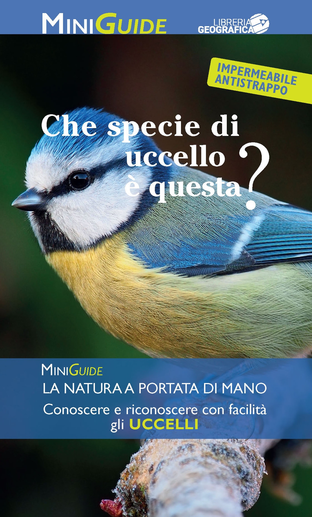 Che specie di uccello è questa? Che specie di uccello è questa?