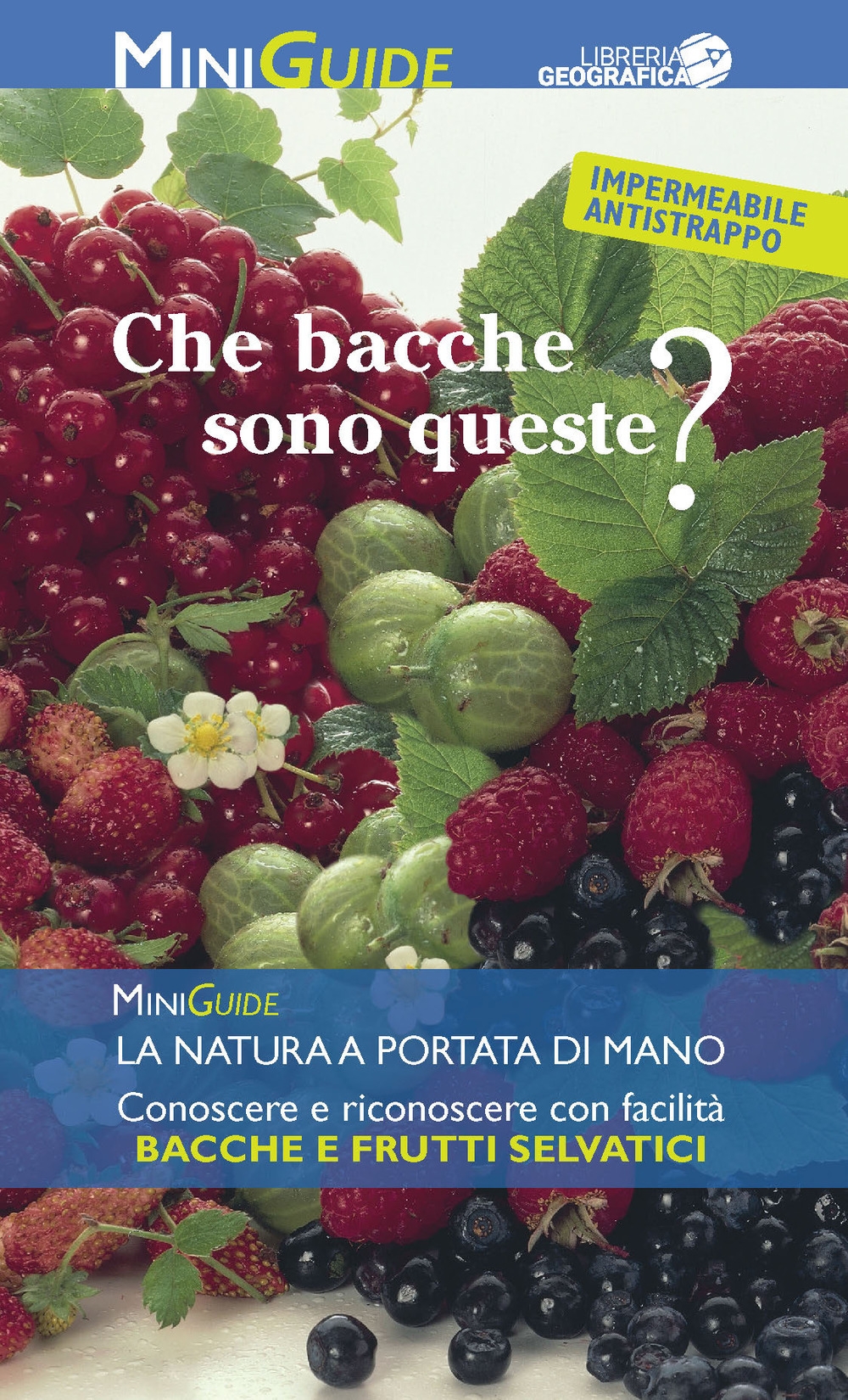 Che bacche sono queste? Che bacche sono queste?