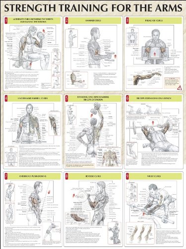 Strength Training For the Arms Strength Training For the Arms