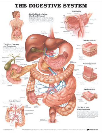 The the Digestive System Anatomical Chart The the Digestive System Anatomical Chart