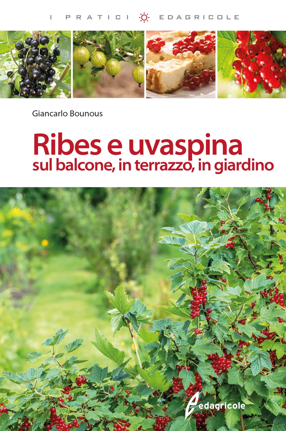 Ribes e uvaspina sul balcone, in terrazzo, in giardino Ribes e uvaspina sul balcone, in terrazzo, in giardino