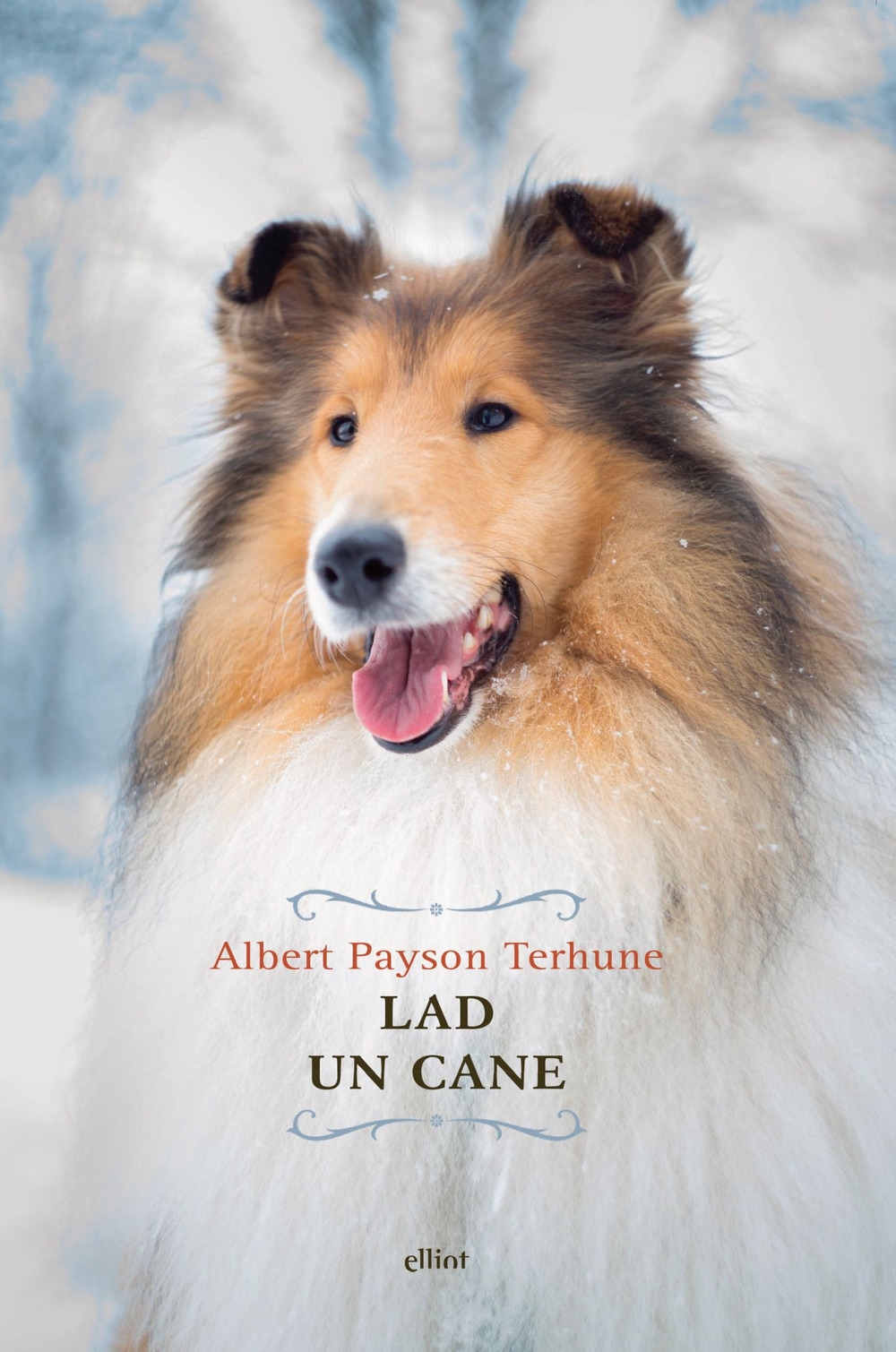 Lad. Un cane Lad. Un cane