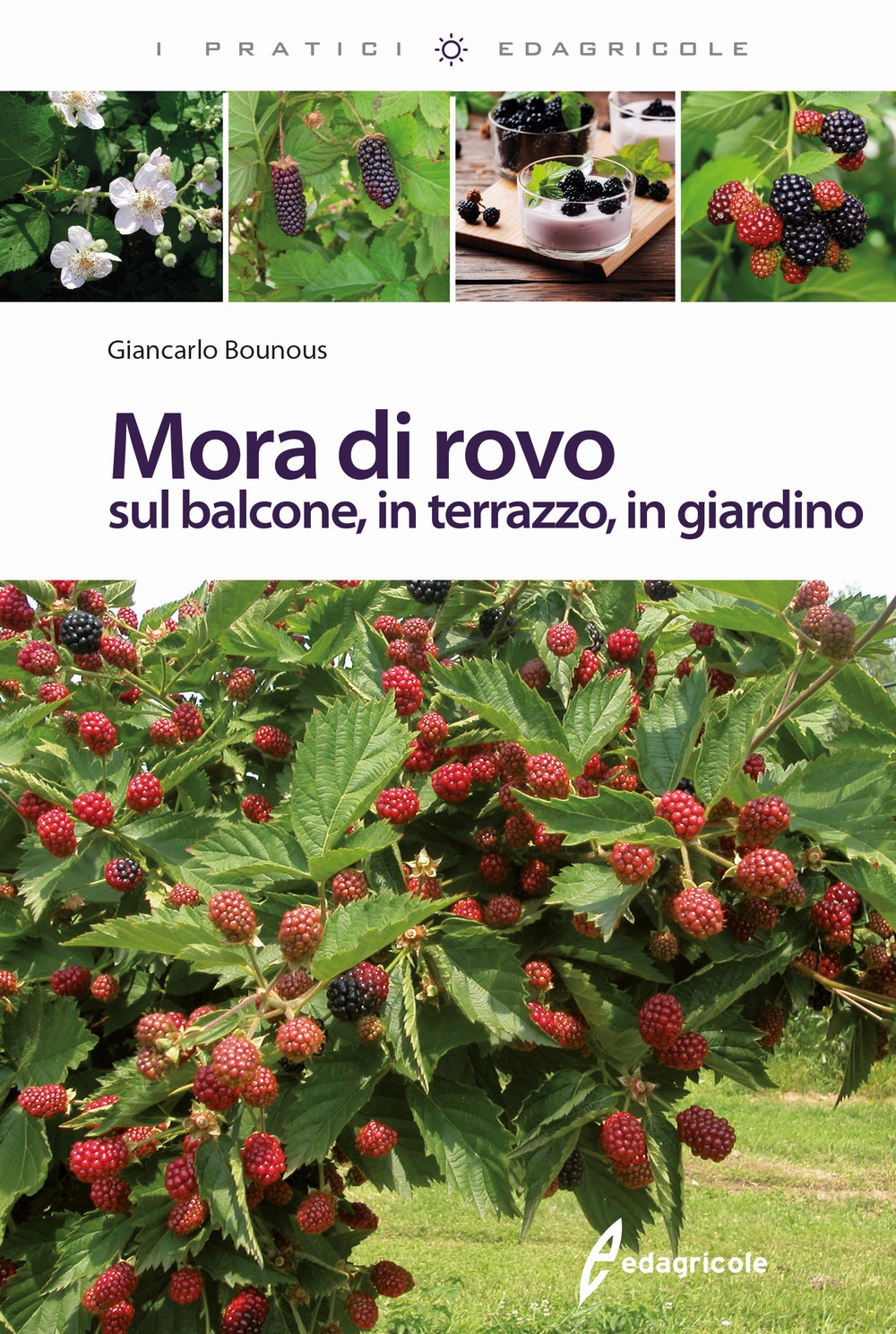 Mora di rovo sul balcone, in terrazzo, in giardino Mora di rovo sul balcone, in terrazzo, in giardino