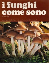 I funghi come sono